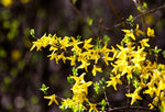 Trifoliate Forsythia Flower Seeds for Planting ,Heirloom Seeds - Forsythia for planting in home garden