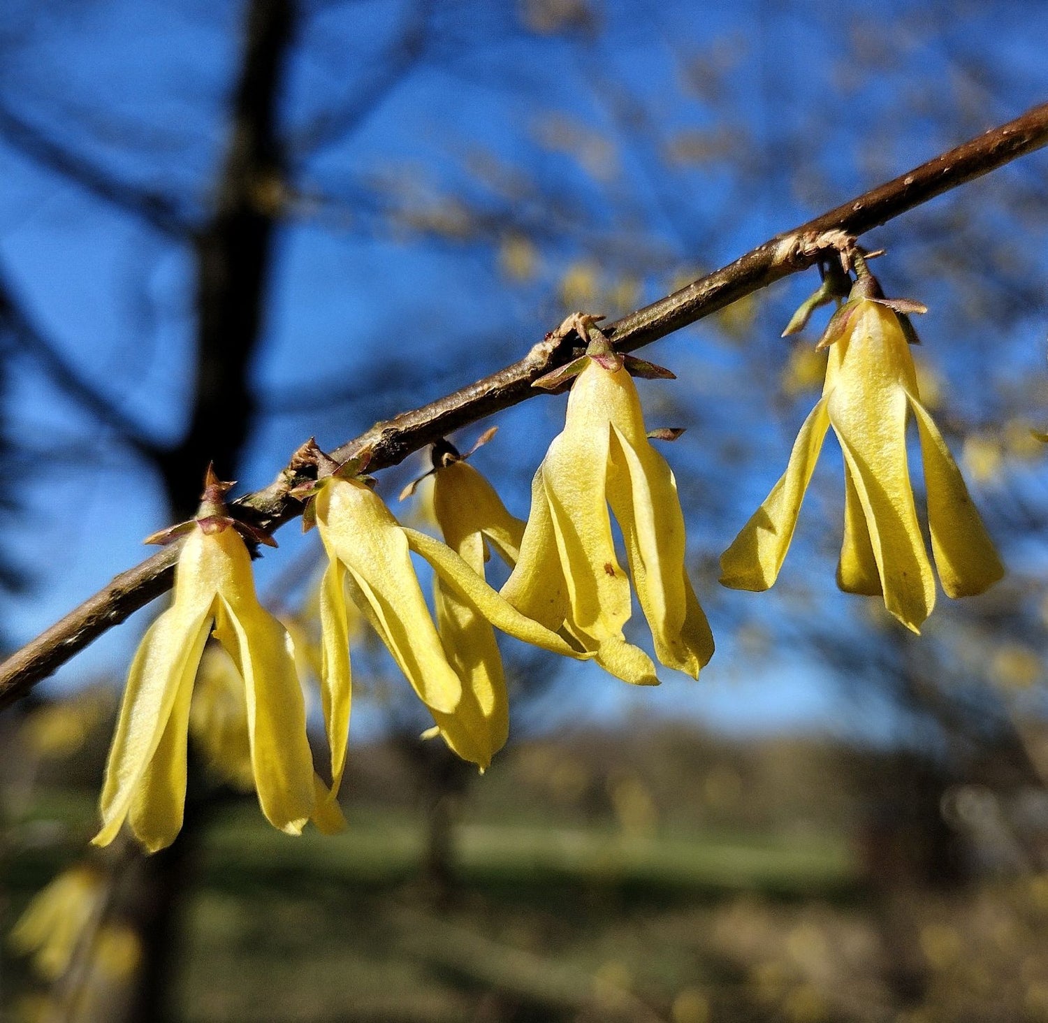 Weeping Forsythia Bush