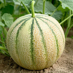 Fortuna melon seeds for planting in home garden