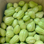 Fortune Squash Seeds – High - Yield Summer Squash Variety - Dharaseeds