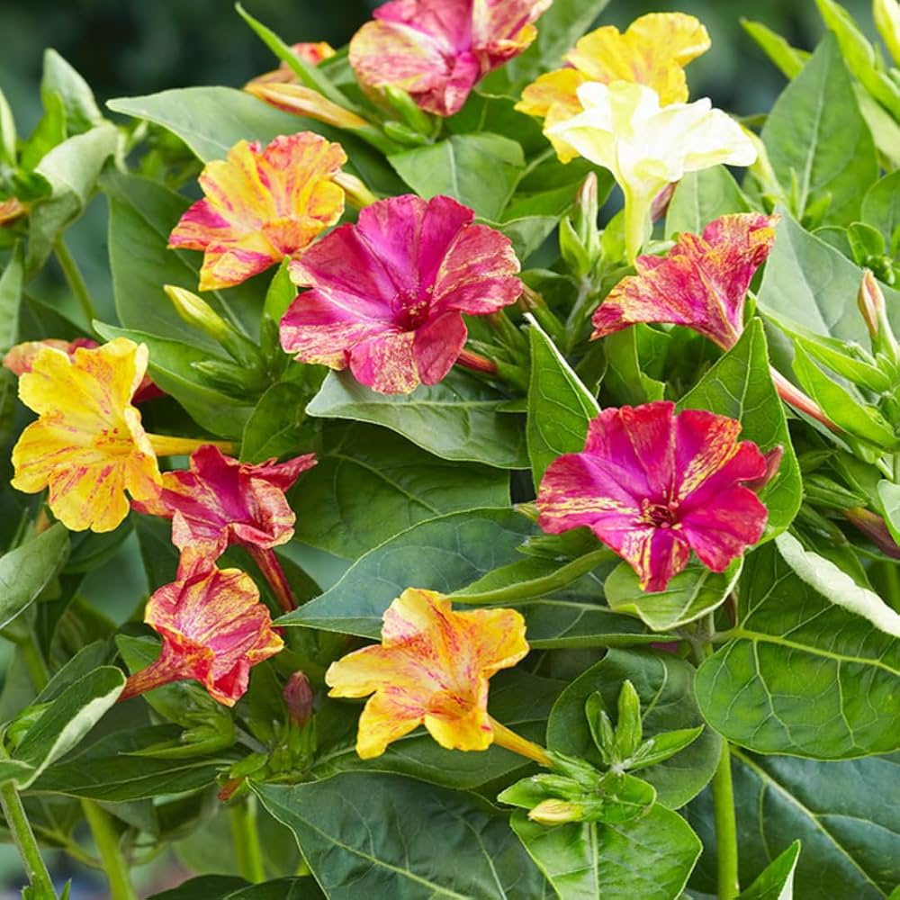 Four o'clock flower Mirabilis jalapa mixed seeds for planting in home garden beds or balcony planters - Dharaseeds