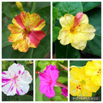 Four o'clock flower Mirabilis jalapa mixed seeds for planting in home garden beds or balcony planters - Dharaseeds