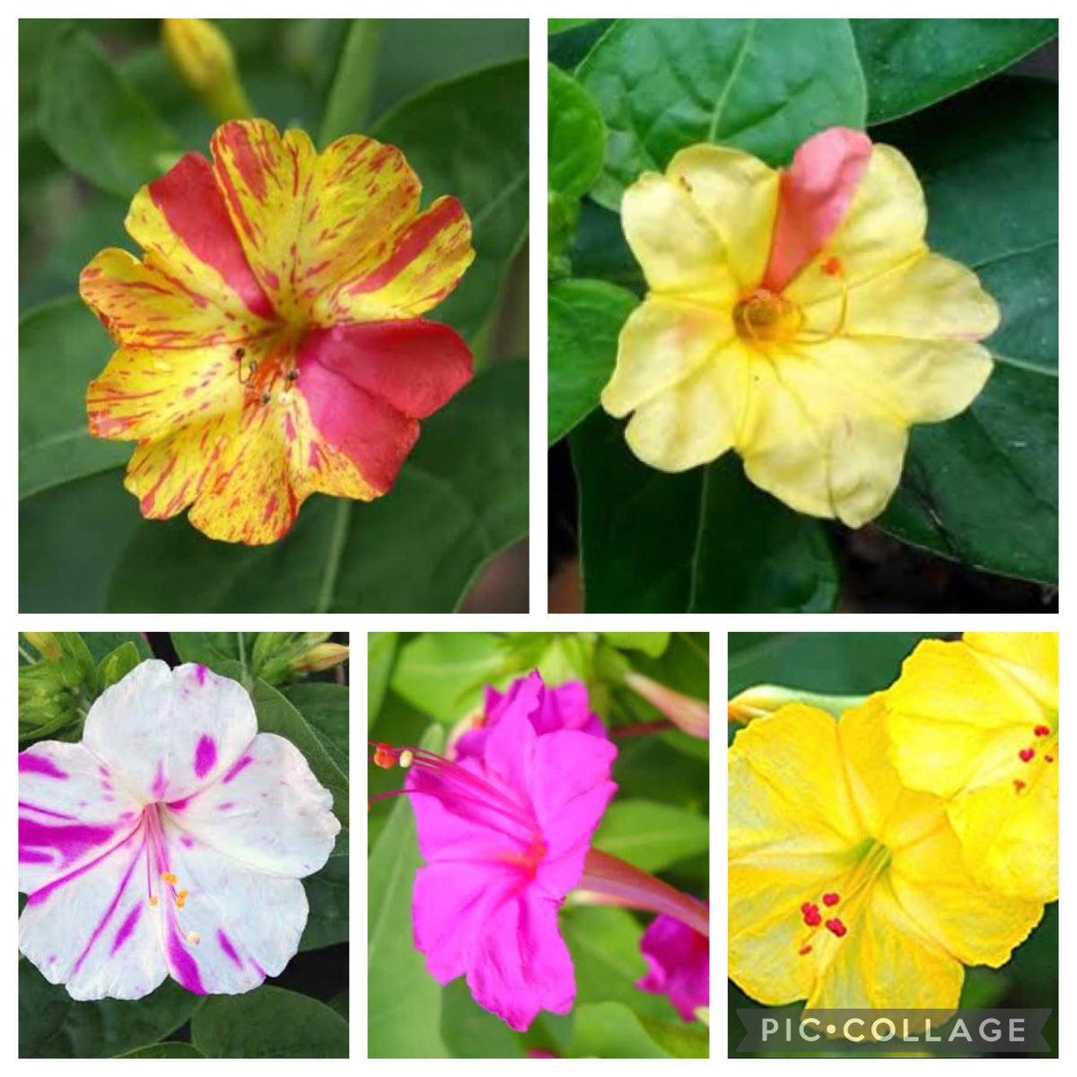 Four o'clock flower Mirabilis jalapa mixed seeds for planting in home garden beds or balcony planters - Dharaseeds