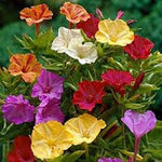 Four o'clock flower Mirabilis jalapa mixed seeds for planting in home garden beds or balcony planters - Dharaseeds