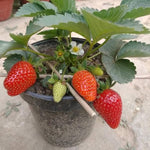 Four-season strawberry seeds non-GMO for home gardening