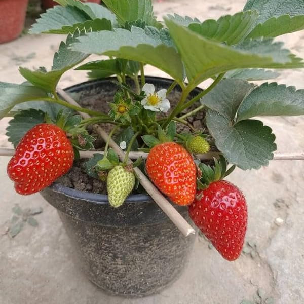 Four-season strawberry seeds non-GMO for home gardening