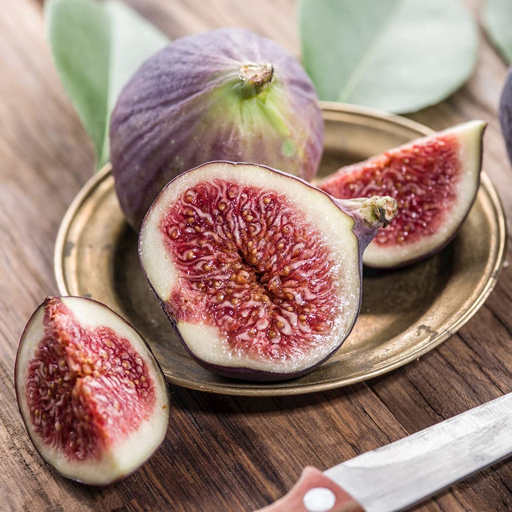 Four Seasons Sweet Honey Fig tree seeds for planting