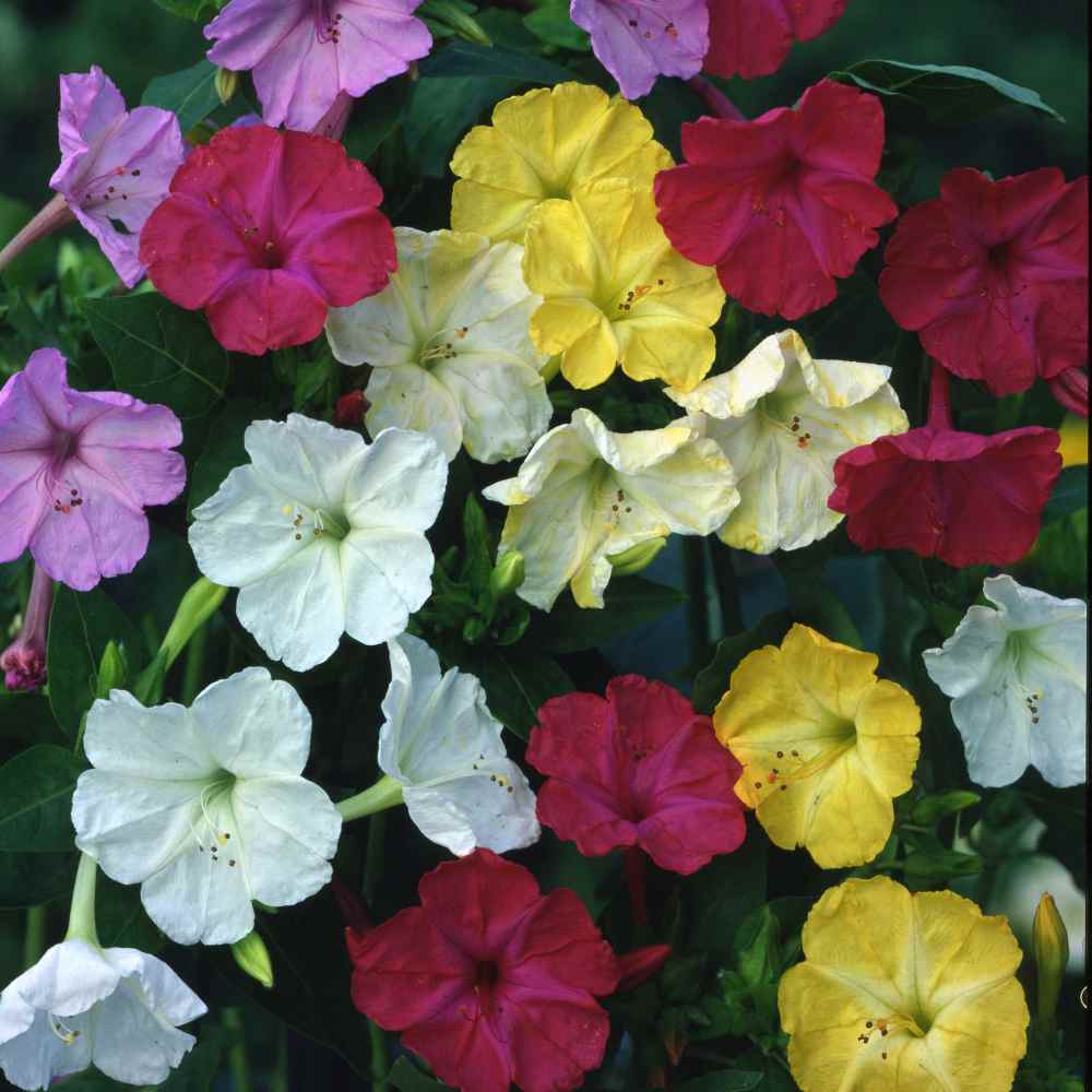 Four O'Clock Mix Fragrant Evening Bloom Flower Seeds