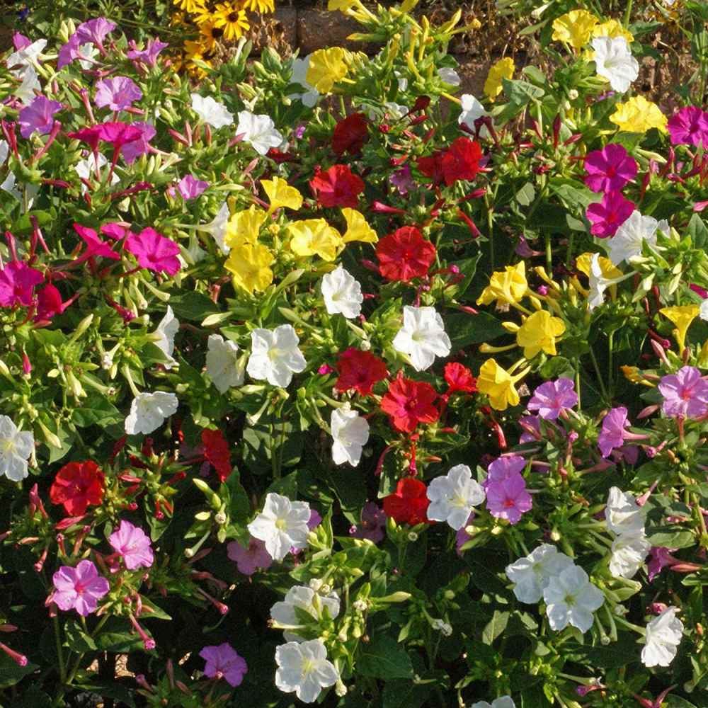 Four O'Clock Mix Fragrant Evening Bloom Flower Seeds