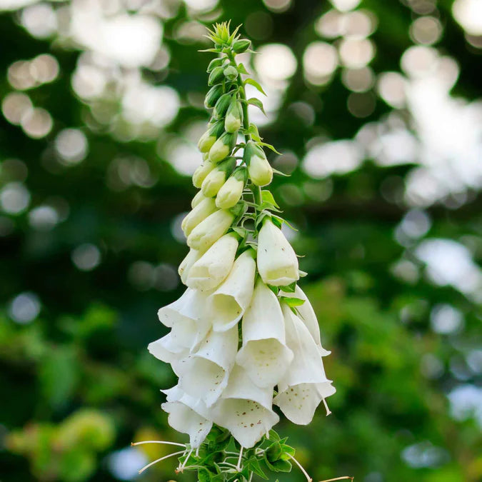 Foxglove Seeds - Alba Seeds