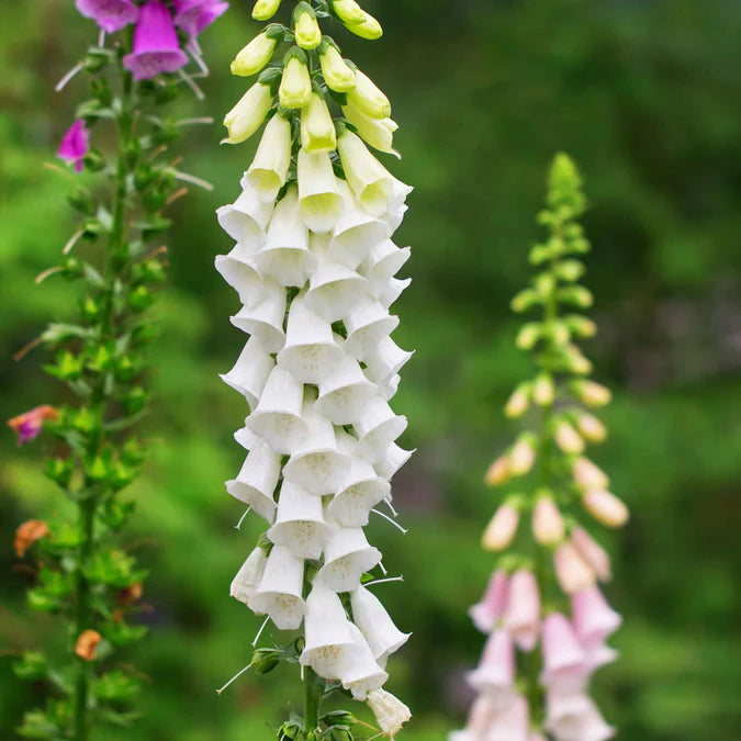 Foxglove Seeds - Alba Seeds