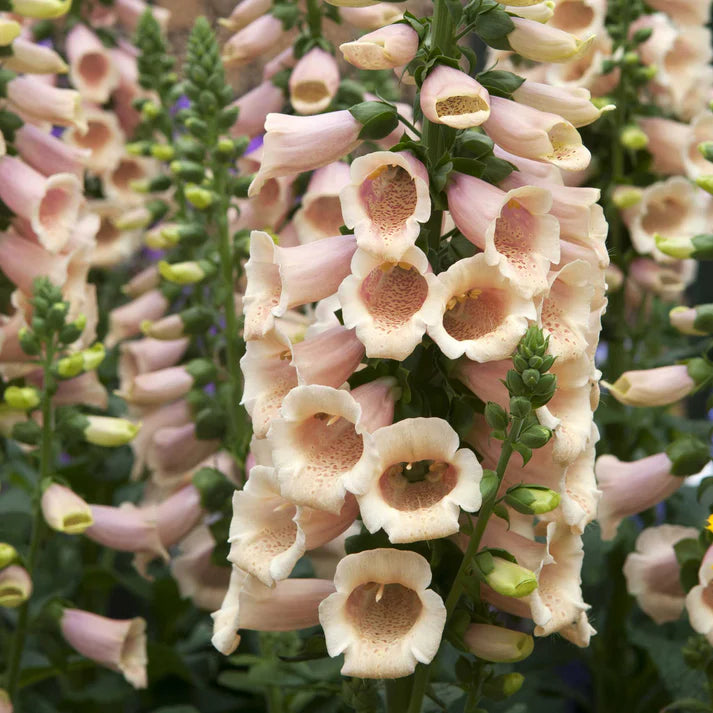 Foxglove Seeds - Apricot Beauty Seeds