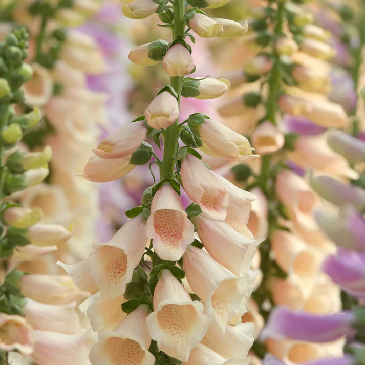 Foxglove Seeds - Apricot Beauty Seeds