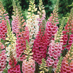 flowers high quality flower seeds for growing vibrant and colorful blooms in home gardens and landscapes organic flowers premium organic flower seeds for sustainable gardening and beautiful blossoms suitable for all climates