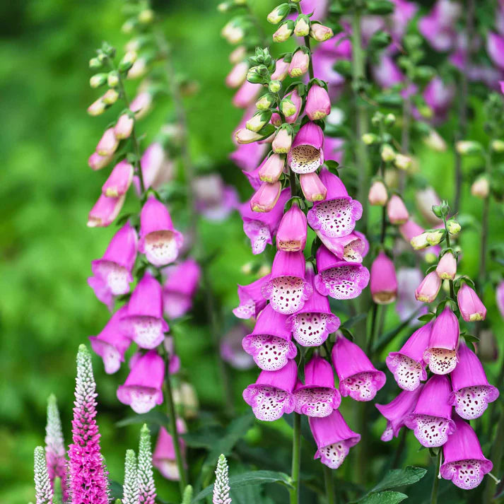 Foxglove Seeds - Gloxiniaeflora Mix Seeds