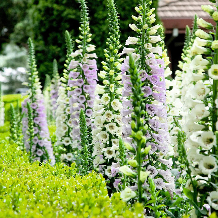 Foxglove Seeds - Gloxiniaeflora Mix Seeds