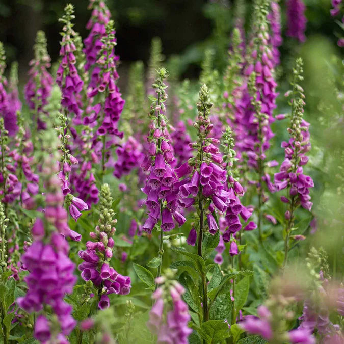 Foxglove Seeds - Purple Seeds