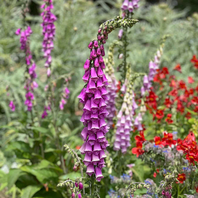 Foxglove Seeds - Purple Seeds