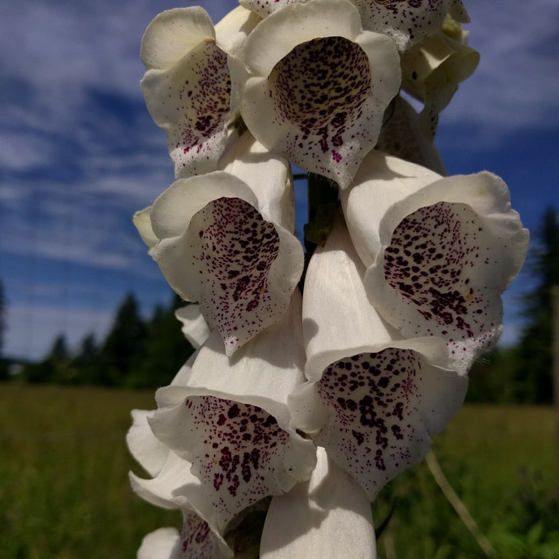 Foxglove Seeds - Excelsior Mix Seeds