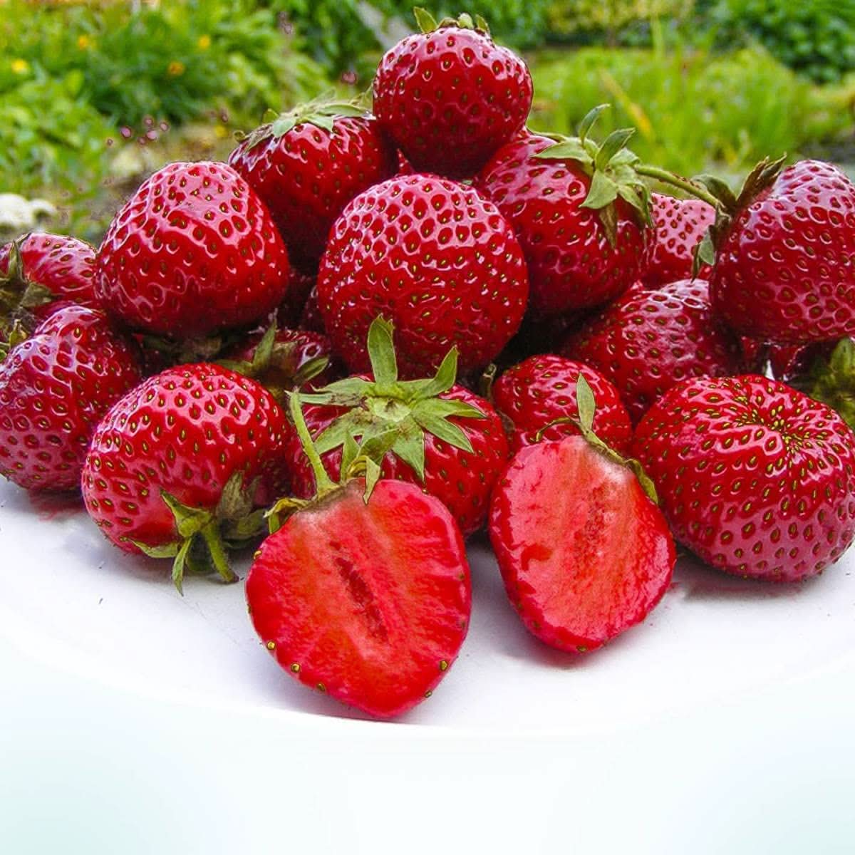 Fragaria Ananassa giant strawberry seeds for home gardening