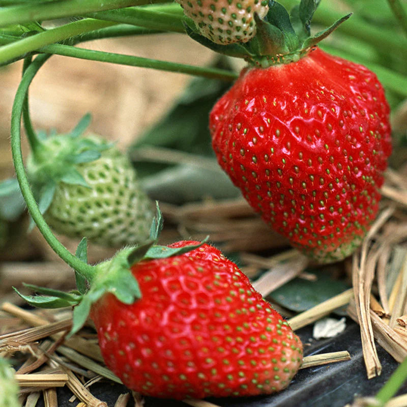 Fragaria Ananassa large strawberry seeds Non-GMO