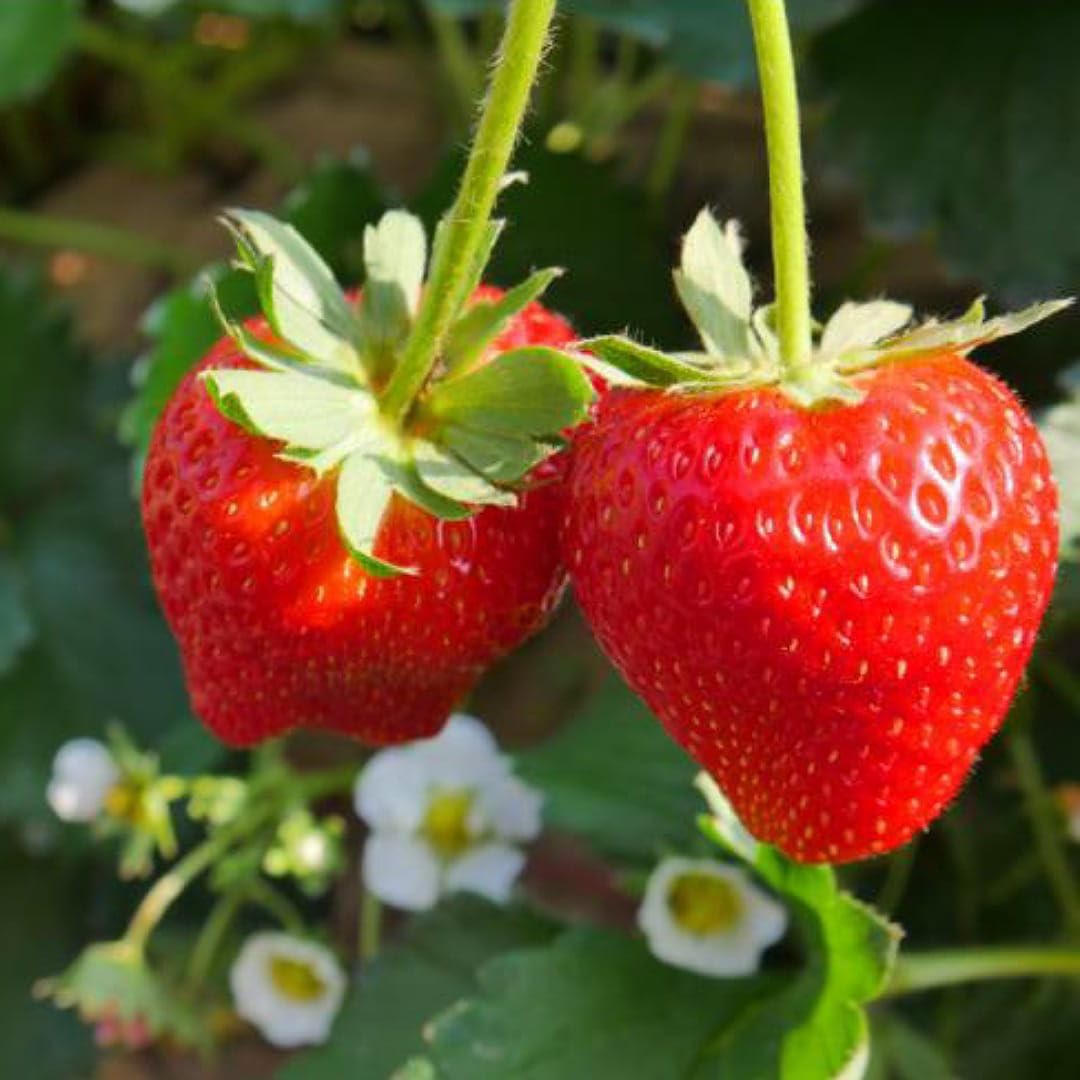 Fragaria ananassa reflowering strawberry fruits grown at home