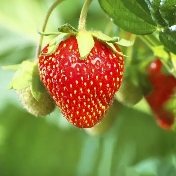 Fragaria ananassa strawberry seeds container gardening variety
