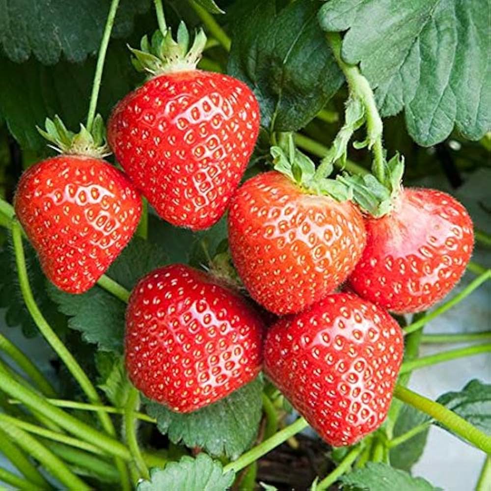 Fragaria Ananassa strawberry seeds for backyard gardening