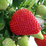 Fragaria ananassa strawberry seeds for balcony gardening