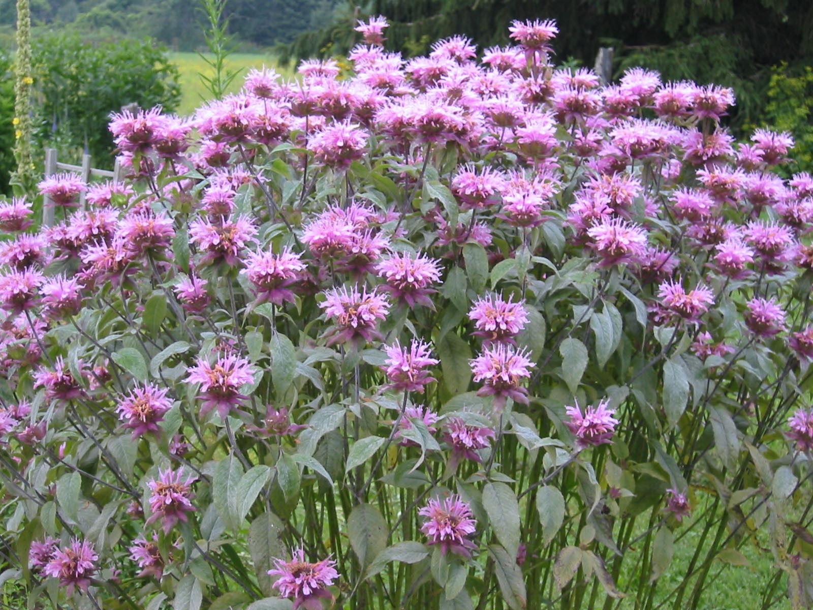 Fragrant Bergamot herb seeds easy to grow garden plants