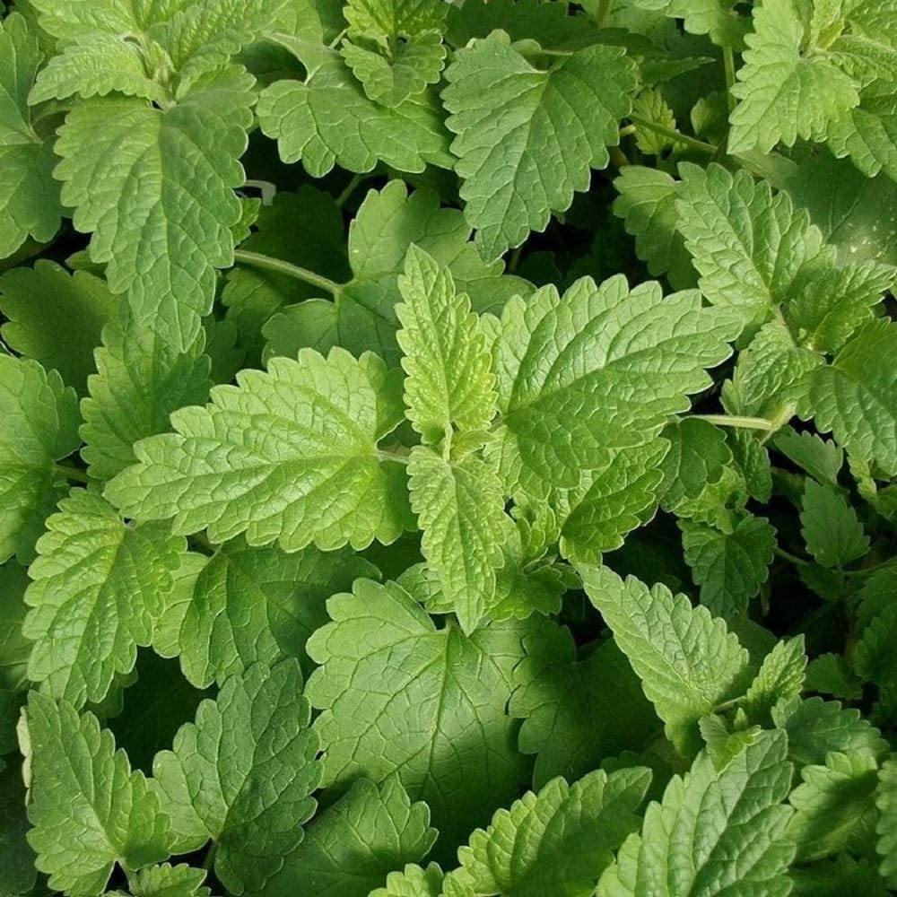 Fragrant perennial catmint herb seeds for garden borders