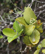 Young sandalwood plant grown from seeds showing healthy foliage