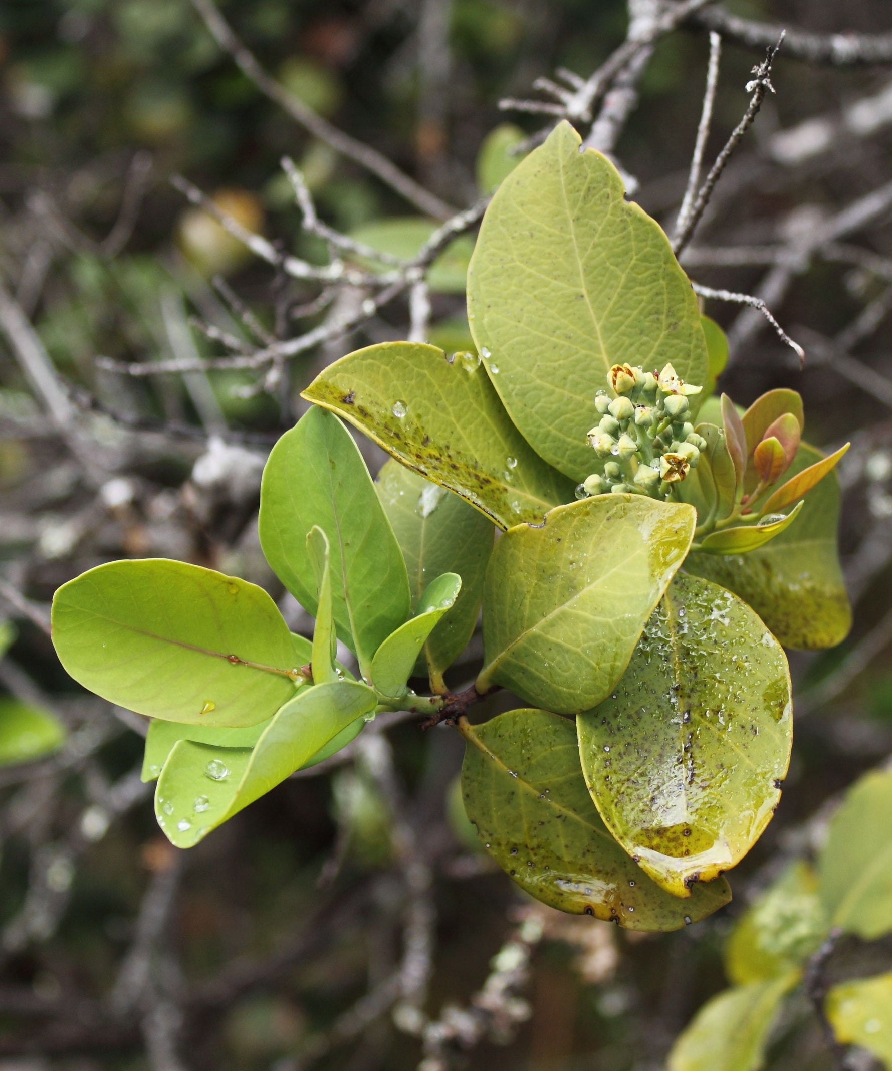 Young sandalwood plant grown from seeds showing healthy foliage