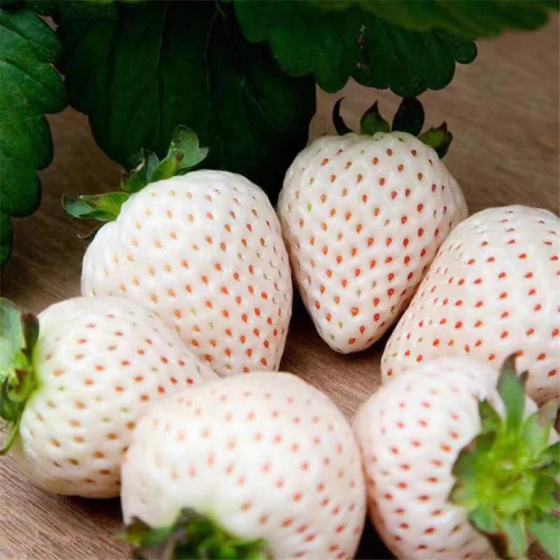 fragrant strawberry seeds non gmo berry variety