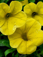 Yellow Petunia Flower Seeds for Planting - Heirloom, NON-GMO, Easy to Grow Garden Blooms seeds for planting in home garden