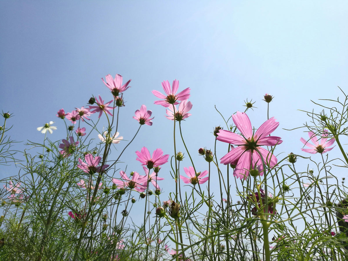 Midland Pink Wildflower seeds – delicate pink shooting blooms for meadows