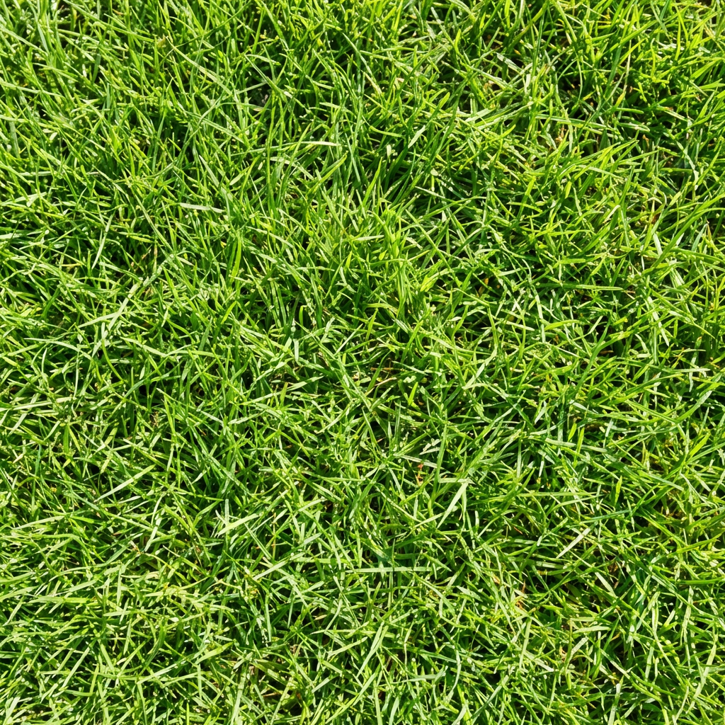 Zoysia Grass Seeds – Zeon Type Lawn Grass Alternative, Dense Turf for Landscaping