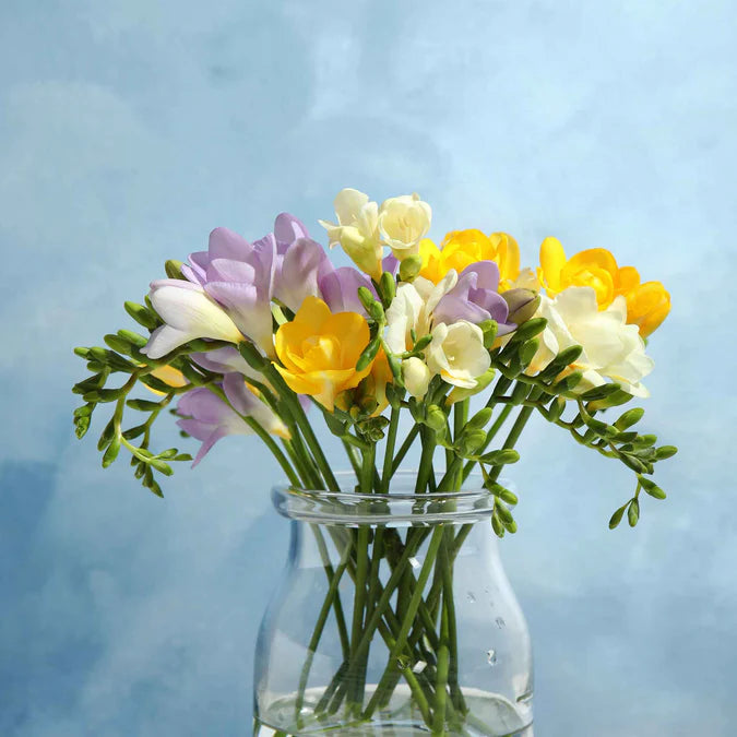 Freesia Seeds - Spring Rain