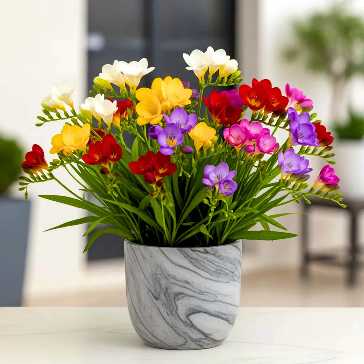 Freesia Seeds Mixed Colors for Garden and Container Planting