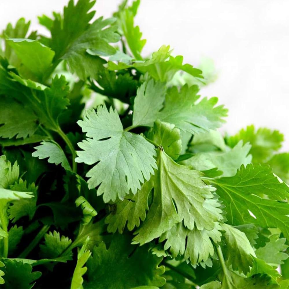 Freizeit Coriander herb seeds ideal for planting in pots and beds