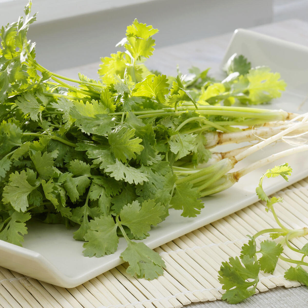 Heirloom Non-GMO Freizeit Coriander seeds for garden planting