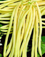 French pole bean seeds non GMO high quality