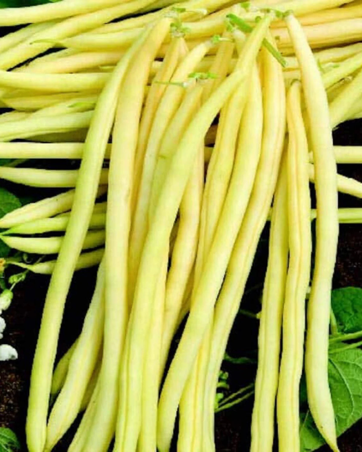 French pole bean seeds non GMO high quality