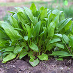 French Sorrel plant showing tender lemony leaves grown from seeds