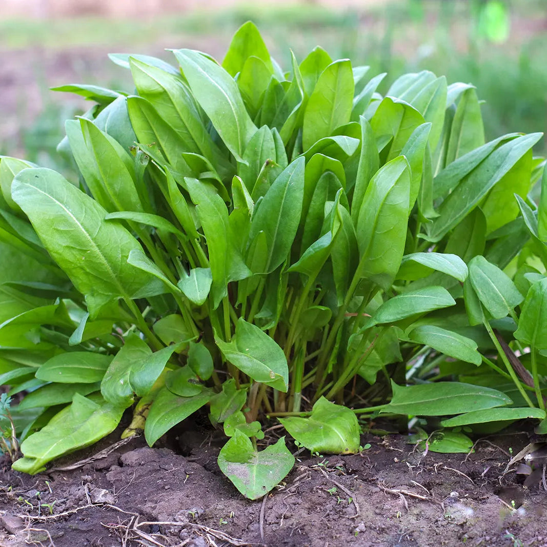 French Sorrel plant showing tender lemony leaves grown from seeds