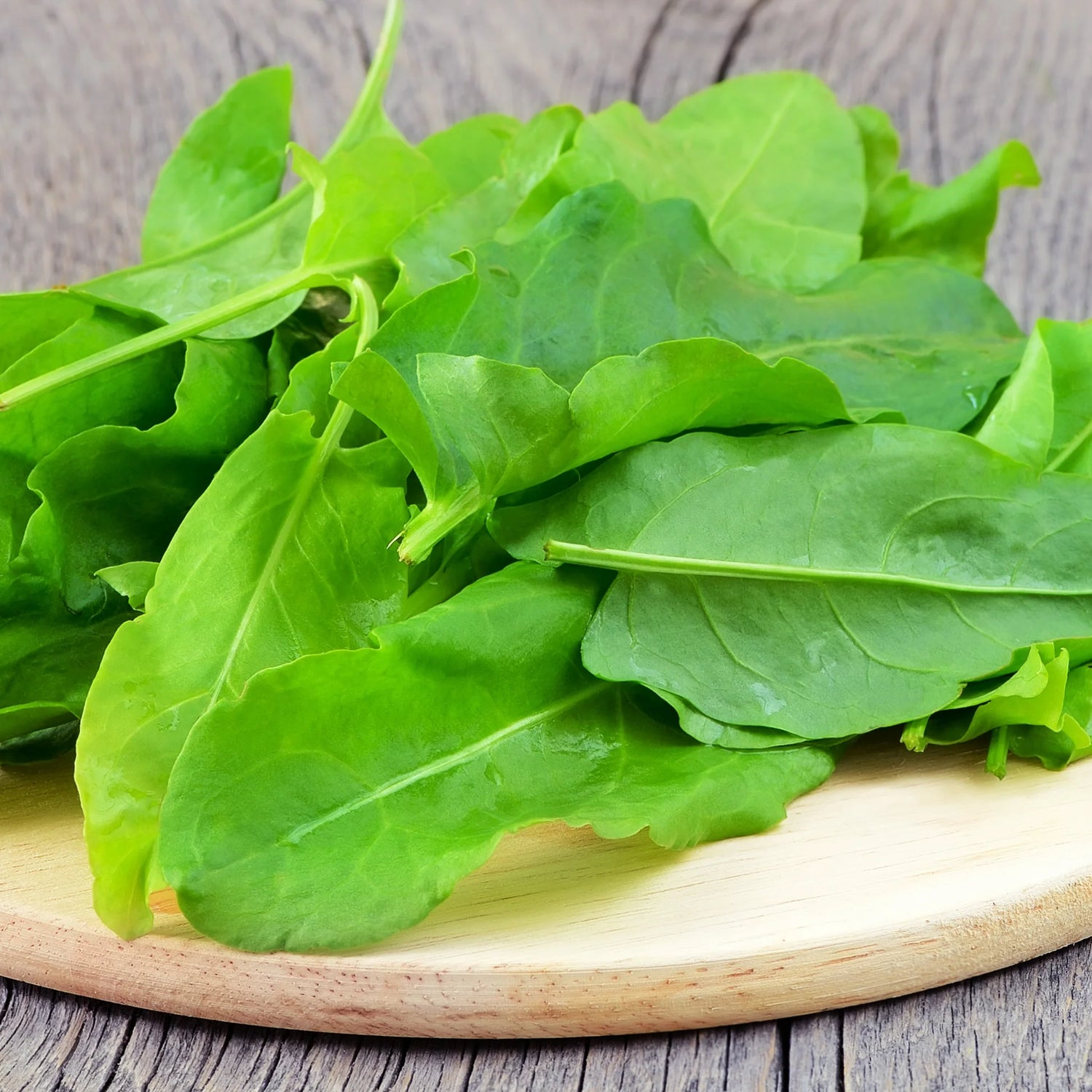 French Sorrel Rumex acetosa herb seeds for planting fresh leafy herbs