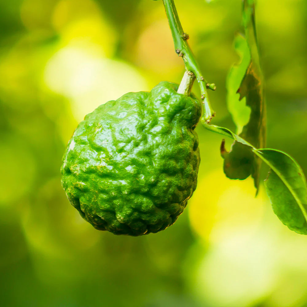 Fresh bergamot citrus plant growing on home tree