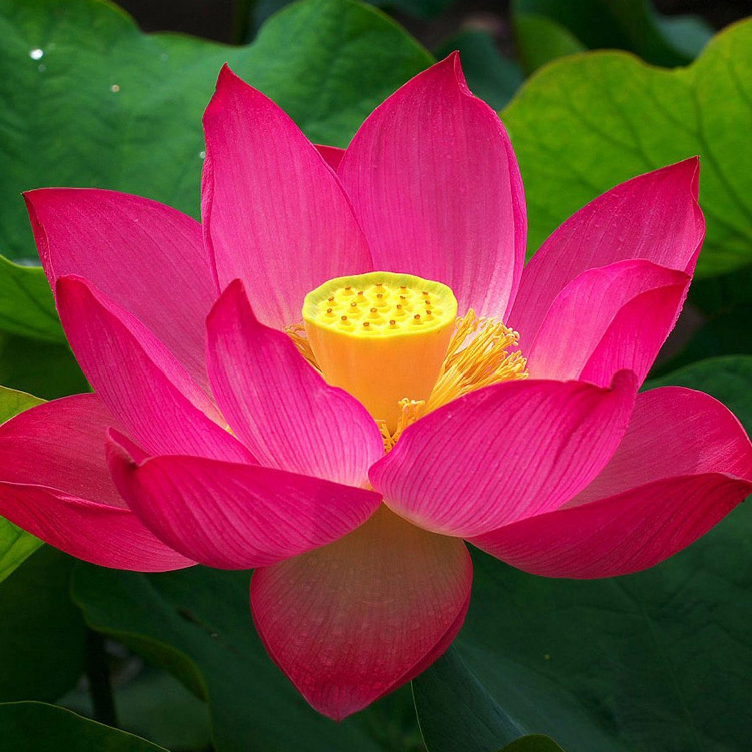 Mixed Pink, Red & Green Bowl Lotus Seeds