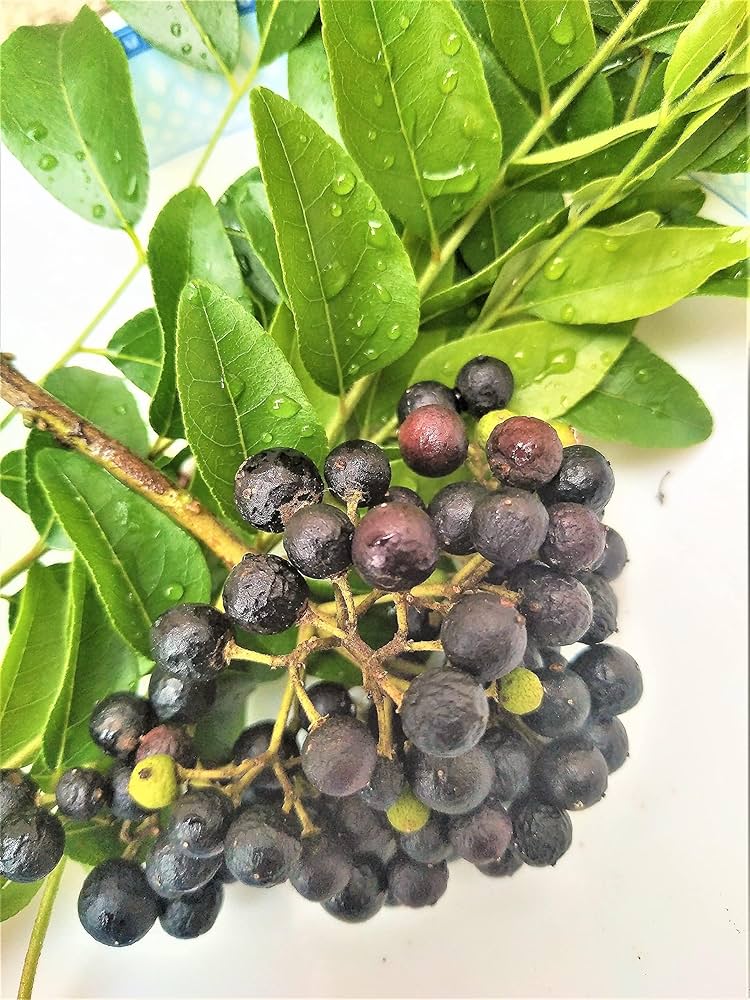 Fresh Curry Leaves growing in USDA Zone 9