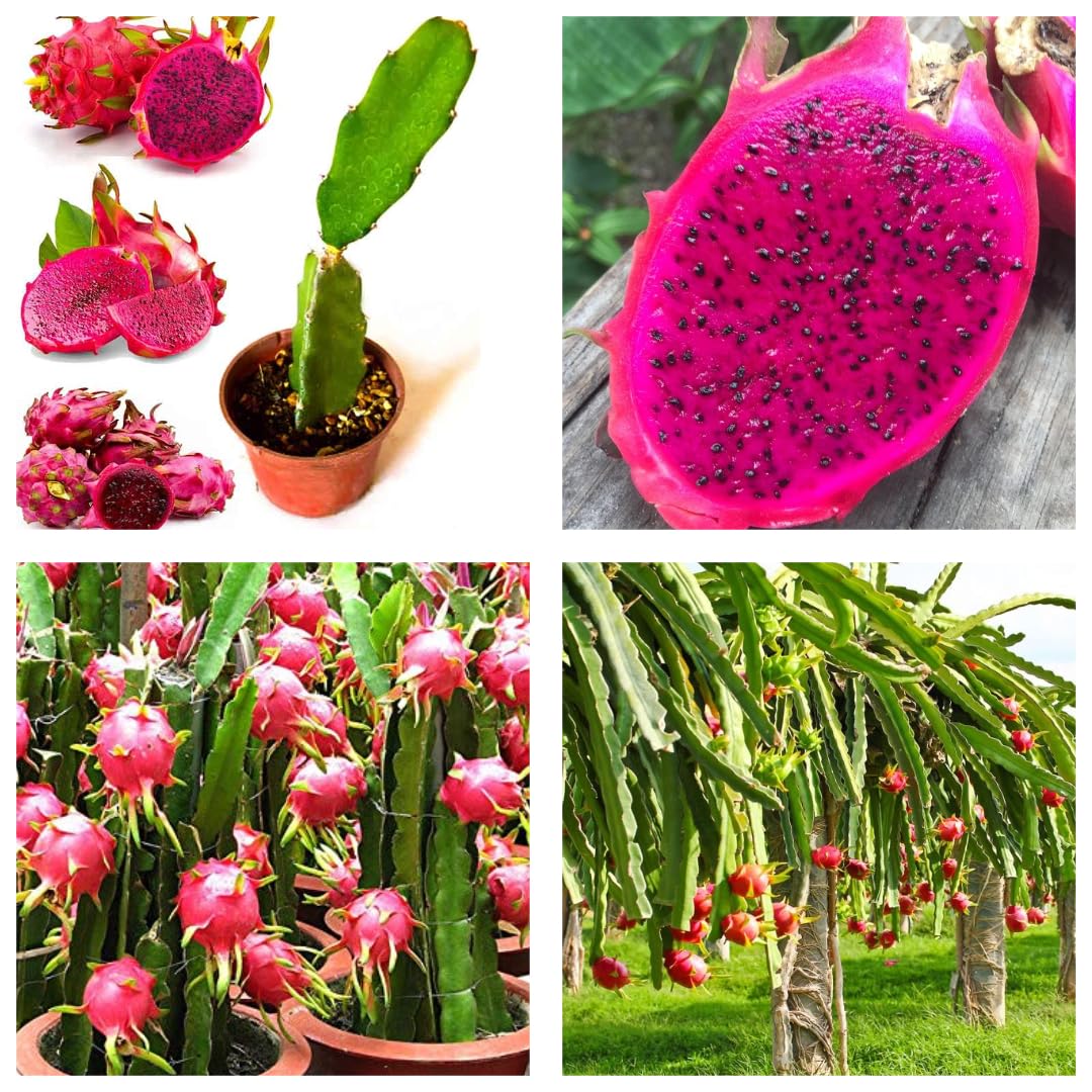 Fresh mixed Pitaya seeds non GMO for home gardening